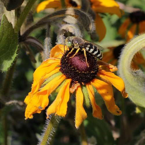 Pollinators to Have the Most Productive Garden 7
