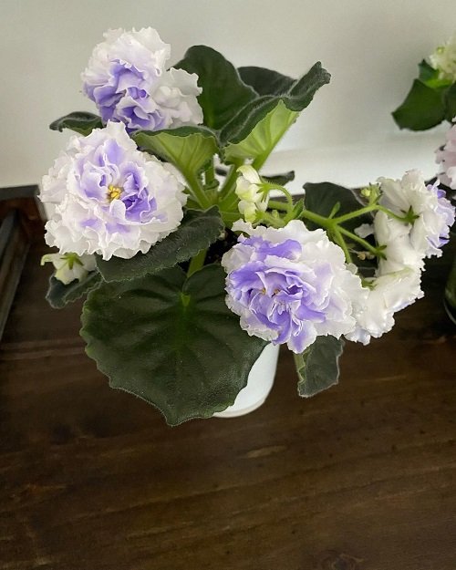 How to Force African Violets to Bloom 7