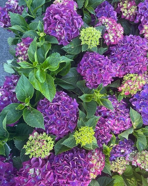 Purple Hydrangea Varieties 17