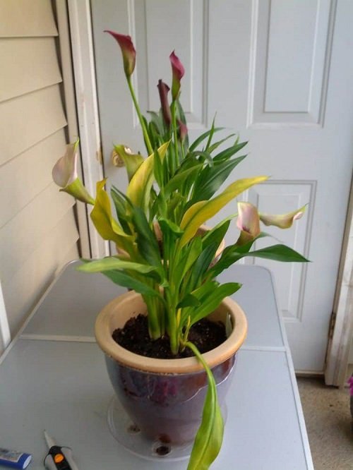 Why Are My Yellow Calla Lily Flowers Turning Green Home Alqu