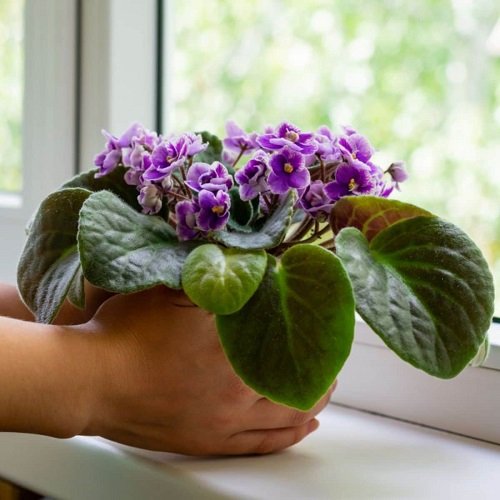How to Force African Violets to Bloom 5