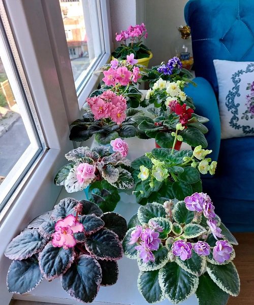 How to Force African Violets to Bloom 3