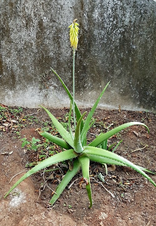 Get Aloe Vera to Flower
