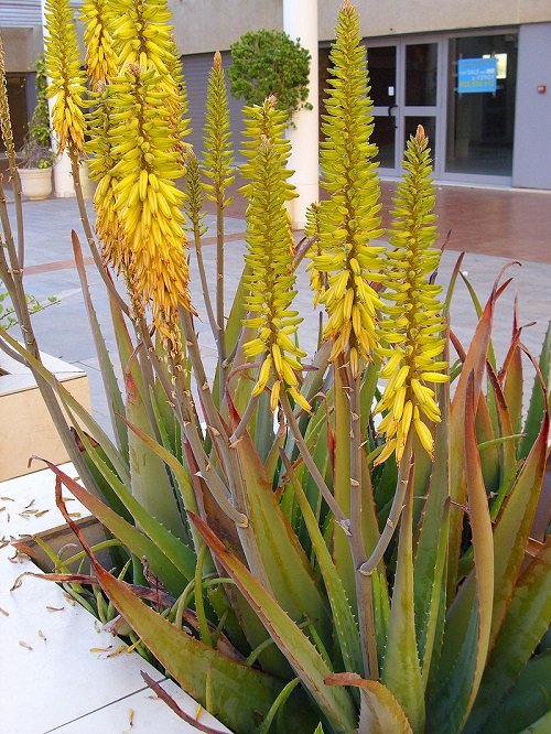 How to Get Aloe Vera To Flower 2