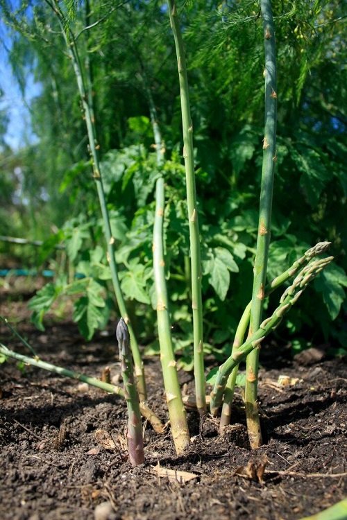 Asparagus Growth Stages 4