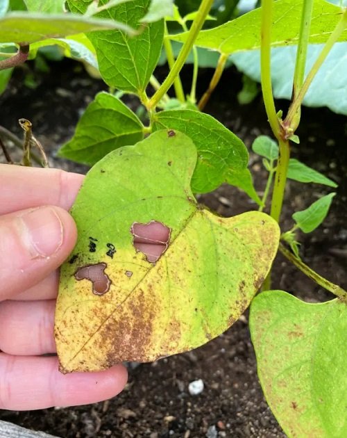 How to Fix Yellow Leaves on Seedlings 8