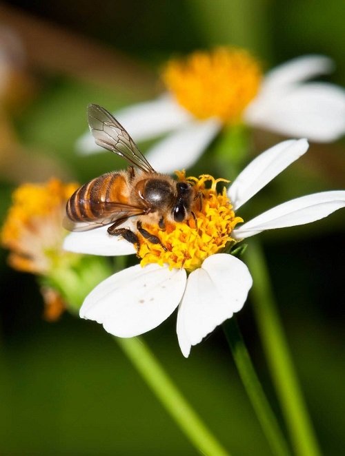 Pollinators to Have the Most Productive Garden 1