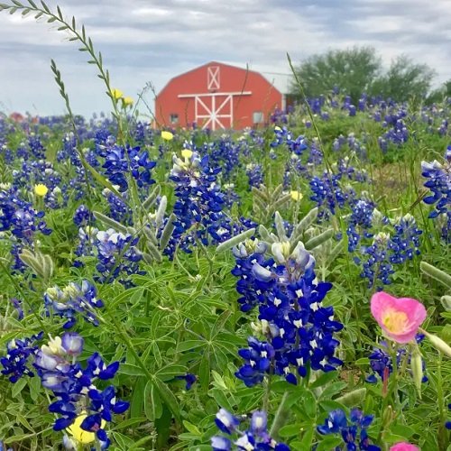 Texas State Flower 2