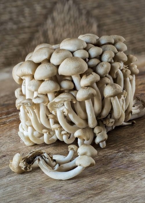 Edible Long Stemmed Mushrooms 1