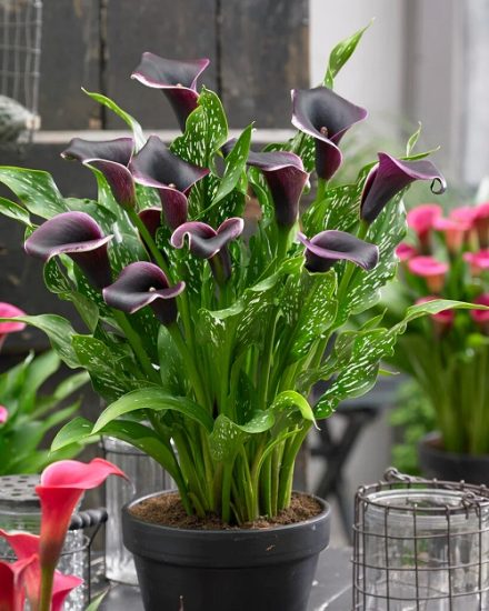 Why Are My Calla Lily Leaves Turning Yellow | 8 Reasons and Solutions