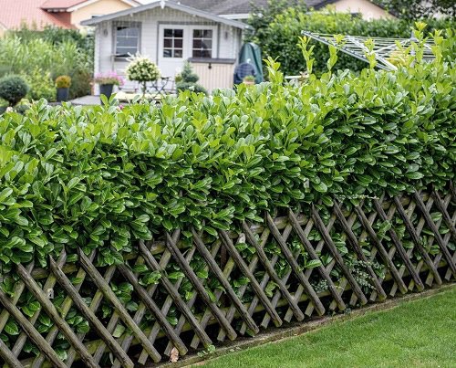 Best Colorful Hedge Plants use for fence