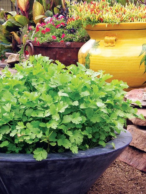 Herbs you should never buy 7