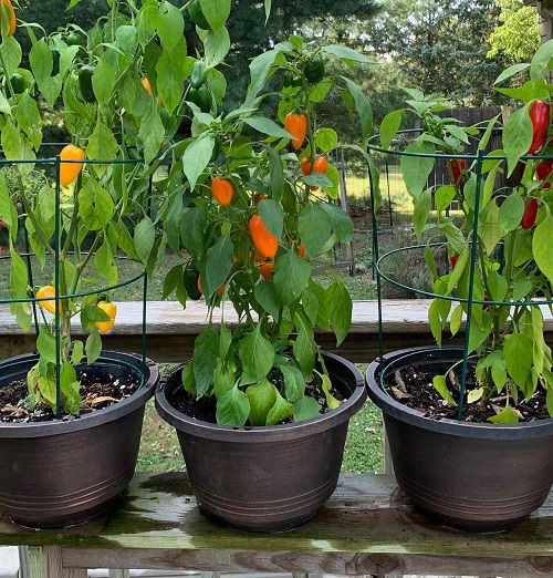 top Most Productive Vegetables for a Balcony and Patio Garden