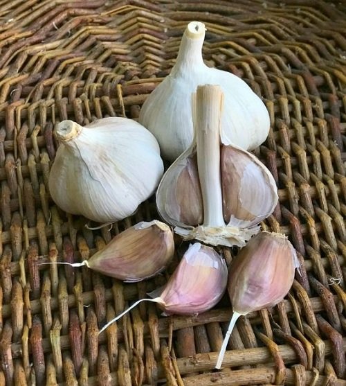 Types of Garlic 2