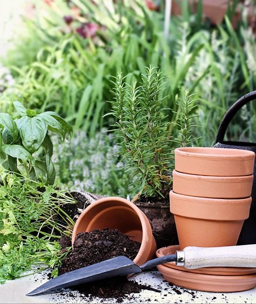 How to Recharge your Old Potting Soil 1
