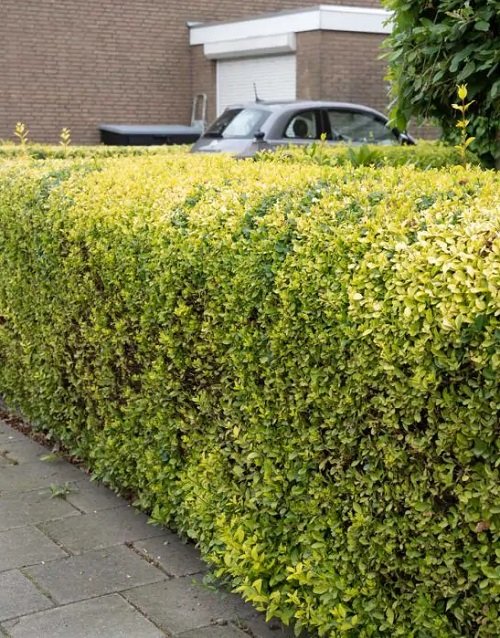 Top Colourful Hedge Plants in garden