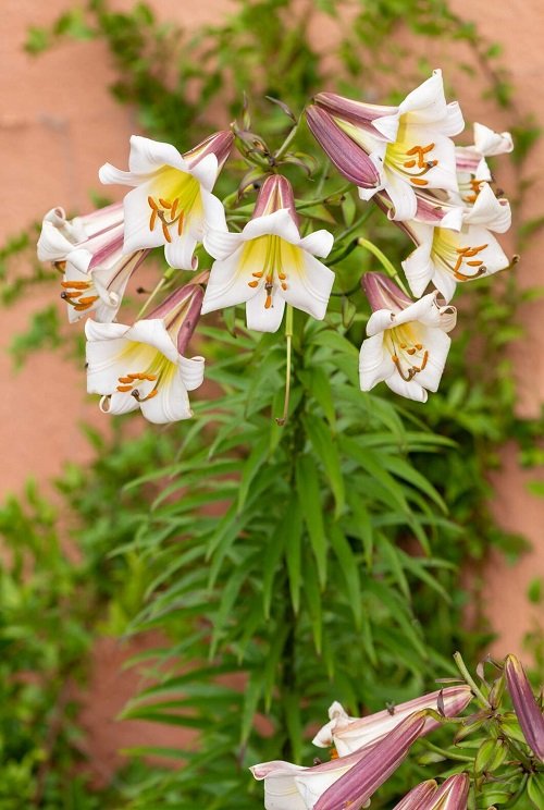 best lilies for pots and containers 19