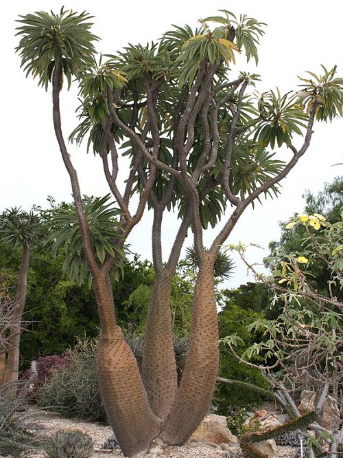 Giant Madagascar Palm