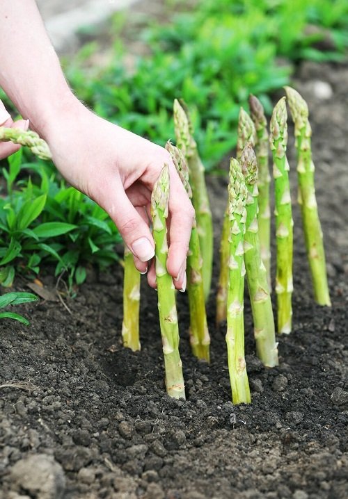 Asparagus Growth Stages 1