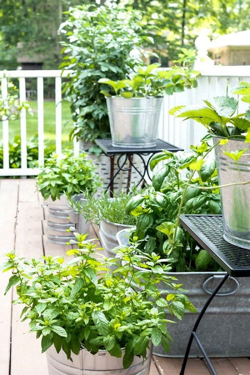Productive Vegetables for a Balcony and Patio Garden