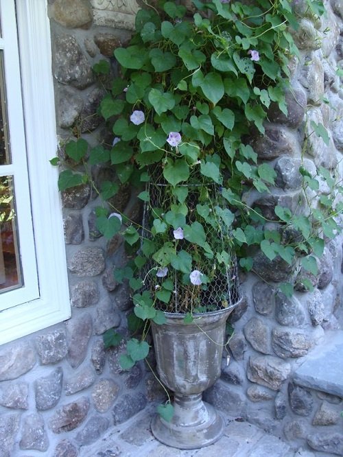 Use a Wire Mesh for morning glory trellis in pot