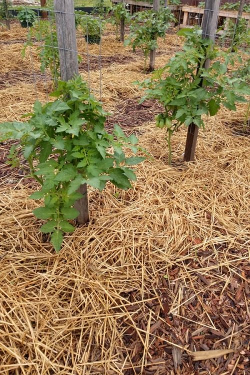 Tips to Follow When Growing Vines and Climbers 8