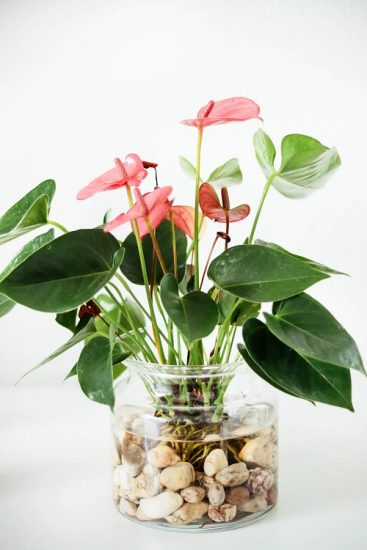 13 Most Colorful Plants to Grow in Water Indoors