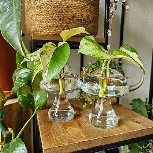 amazing Plants to Grow in Glass Bowls of Water