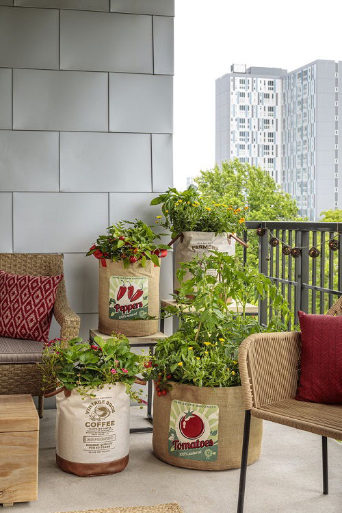 Most Productive Vegetables for a Balcony and Patio Garden
