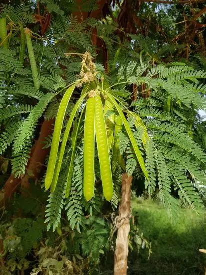 How To Grow River Tamarind Balcony Garden Web River Tamarind 413x550