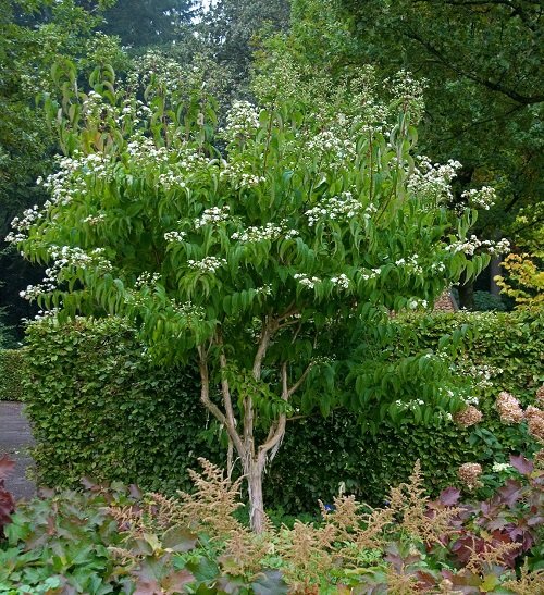 Bushes and Shrubs with Small White Fragrant Flowers 19