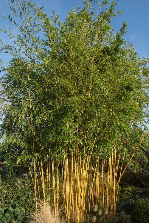 amazing Bamboos to Grow in Containers and Gardens