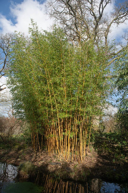 best Bamboo Plants to Grow in Gardens 