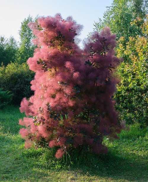 Top best Vibrant Hedge Plants for Colour