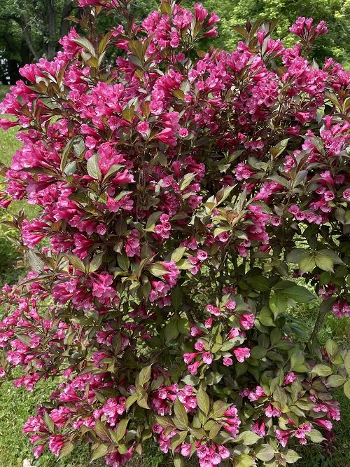 The Most beautiful Vibrant Hedge Plants