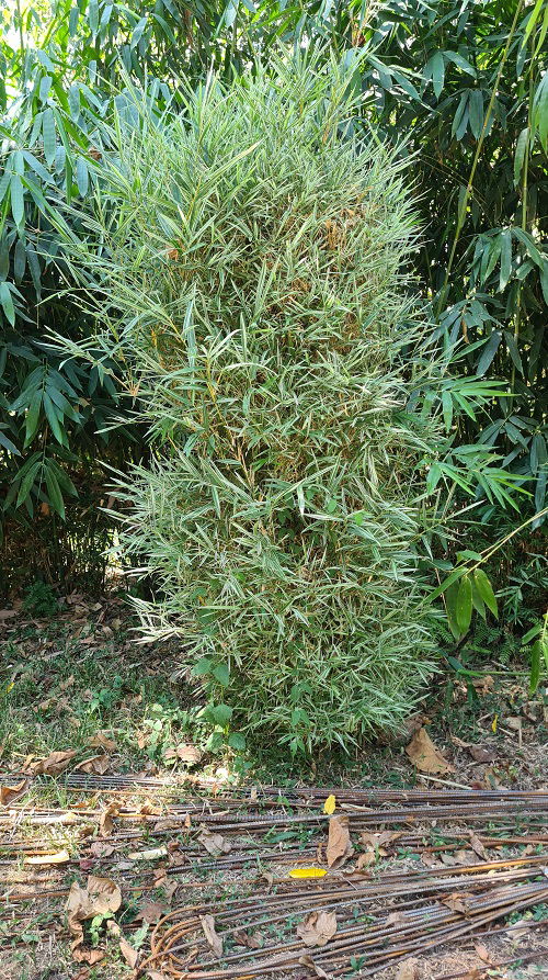 Bamboos to Grow in Containers and Gardens in garden