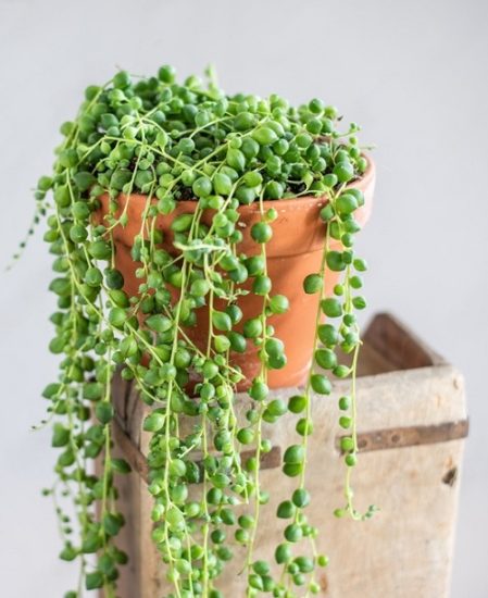 How to Grow String of Pearls From Cuttings: 3 Best Ways | Balcony ...