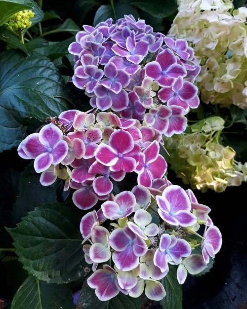 Purple Hydrangea Varieties 1