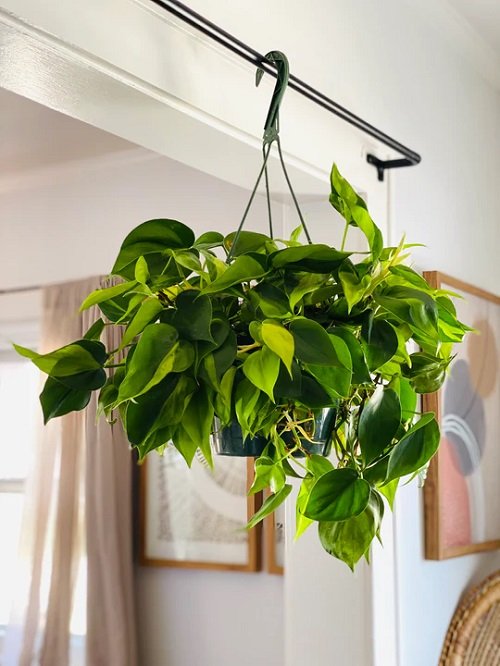 Ways to Use Philodendron 1