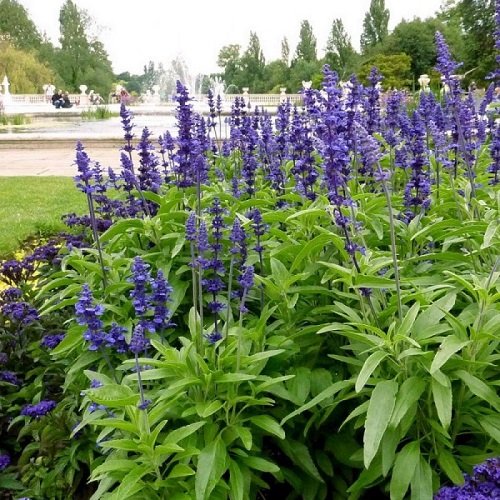 Best Bushes With Blue Flowers 6