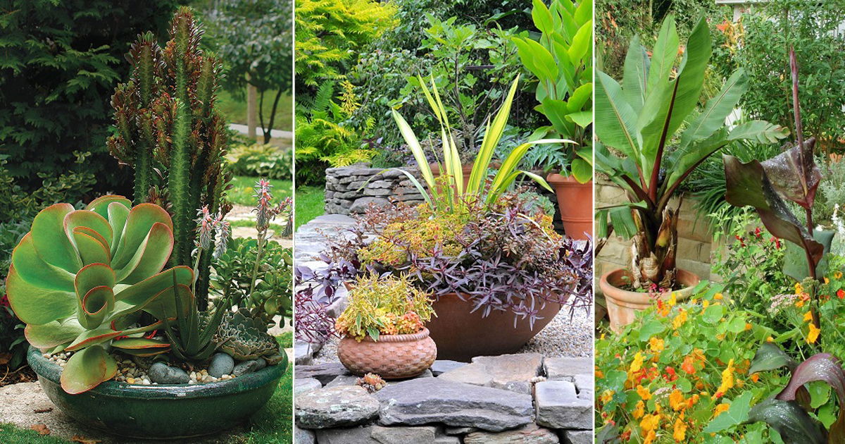 15 Most Essential Container Garden Design Tips