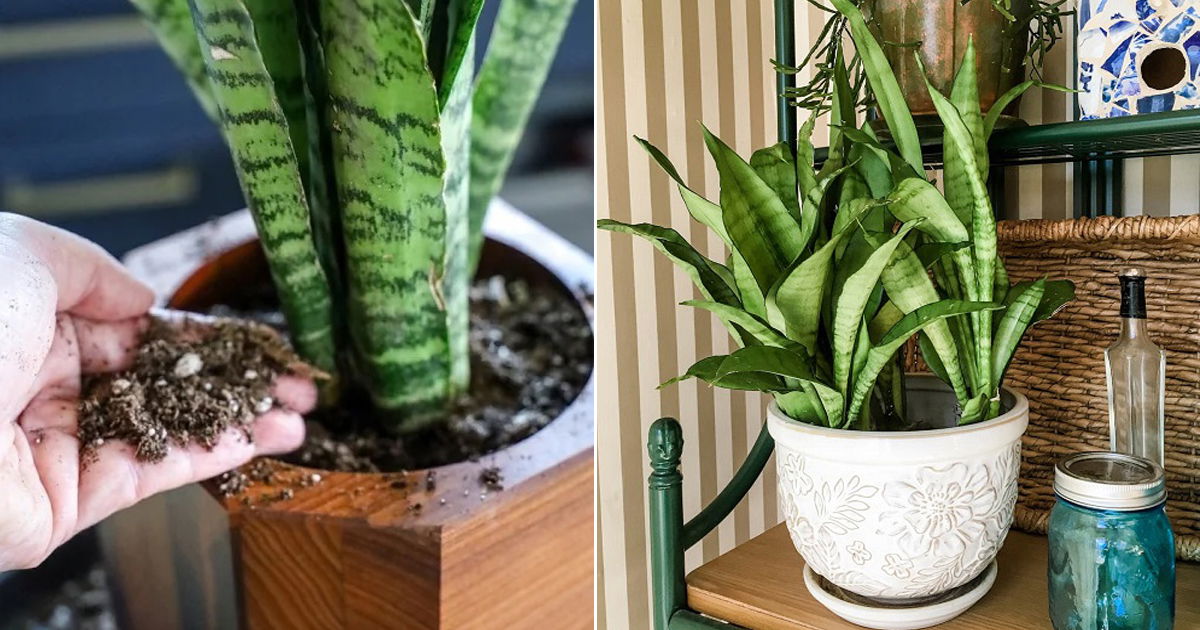 16 Best Snake Plant Fertilizers for Excellent Growth | Balcony Garden Web