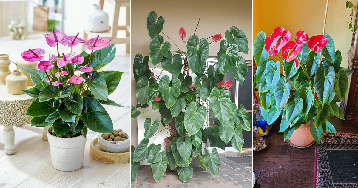 19 Fantastic Tips on How to Grow a Big Anthurium Plant