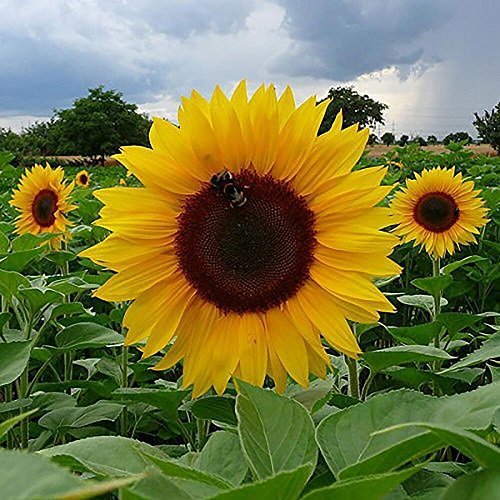 Giant Sunflower Varieties 2