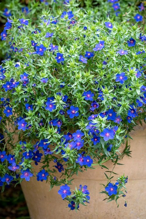Annuals with Blue Flowers 21