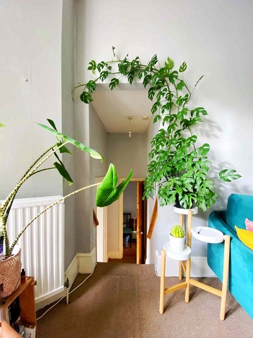 Ideas to Display Plants in New and Old Furniture 23