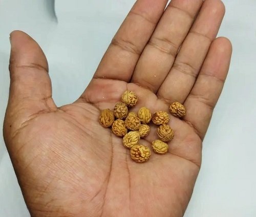 Seeds that Look Like a Brain 3
