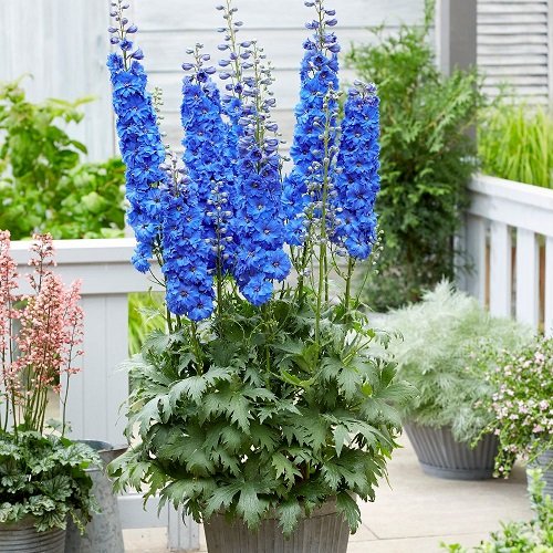 Annuals with Blue Flowers 3