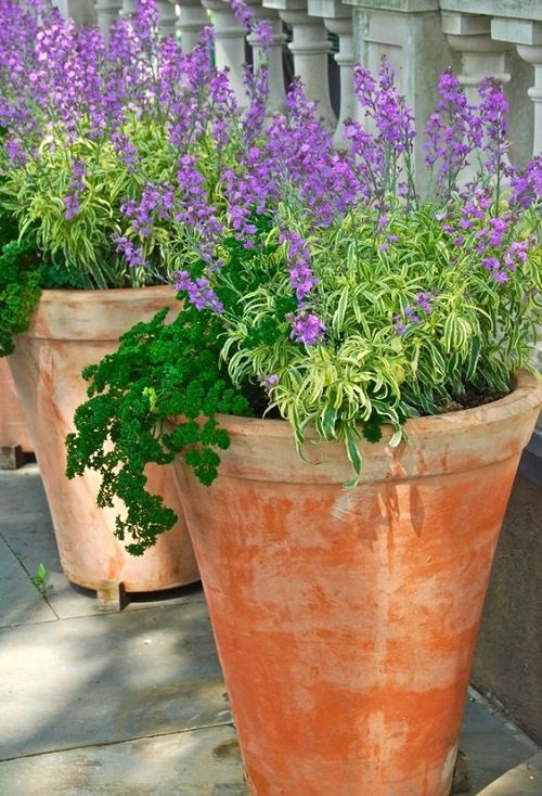 Planters with Lavender Ideas 7