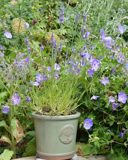 Planters with Lavender Ideas 17